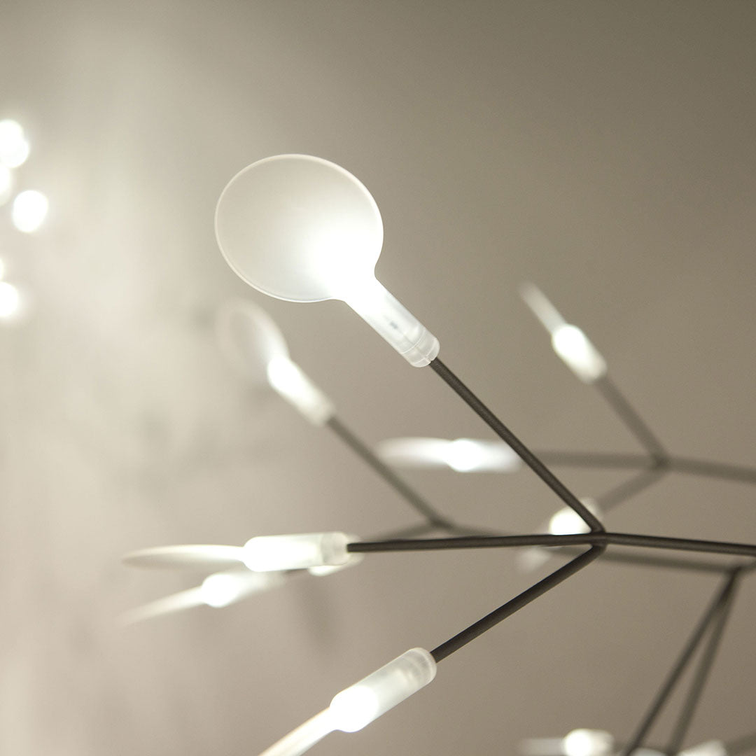 Heracleum – Nordischer Kronleuchter
