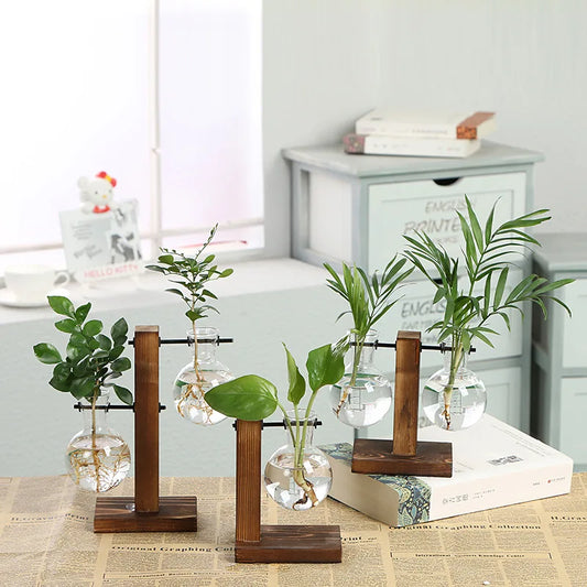 Moderne Pflanzenvase aus Glas im Terrarium-Stil